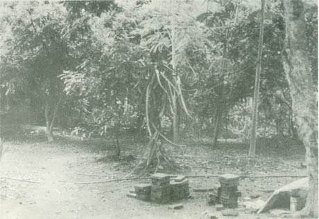 Xóm Dầu (Phường 3, TP. Mỹ Tho) là địa điểm họp để thành lập chi bộ sớm nhất của TP. Mỹ Tho. Ảnh: Tư liệu