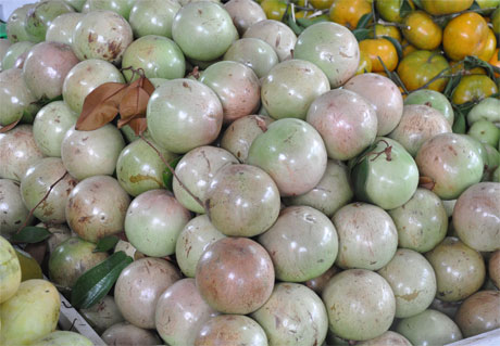 Vú sữa Lò Rèn tuy không xuất xứ trên đất Vĩnh Kim nhưng lại thành danh từ vùng đất này. Ảnh: Vân Anh