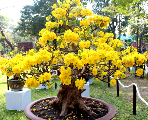 Gốc mai cổ thụ với mỗi bông hơn 20 cánh được nhiều người thích thú và chụp ảnh nhất tại khu vực mai kiểng của hội hoa xuân.