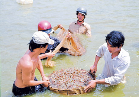 Thu hoạch tôm - xã Tân Phú Đông. Ảnh: Nhất An