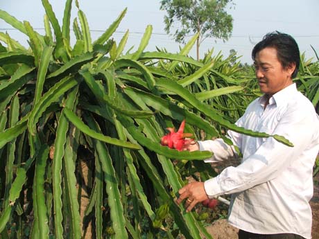 Chuỗi giá trị trái thanh long vẫn còn nhiều 