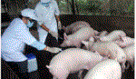 Người dân cần nắm được các biện pháp phòng chống dịch heo tai xanh