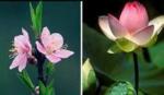 Thủ tướng đồng ý tiến hành lựa chọn Quốc hoa Việt Nam