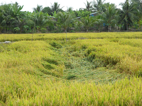 Ảnh minh họa. Ảnh: Vân Anh