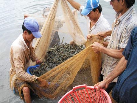 Thu hoạch tôm sú.