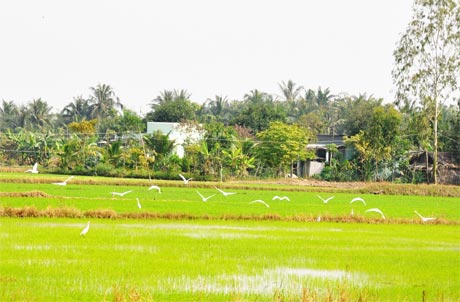 Nông dân xã Long Vĩnh ngày càng ưa chuộng sử dụng nông dược thân thiện môi trường trên đồng ruộng.