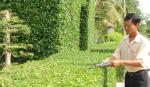 Nét đẹp văn hóa từ mô hình “Hàng rào cây xanh, sân hoa kiểng đẹp”