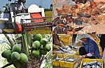 ĐBSCL đổi mới phương thức tiêu thụ nông sản