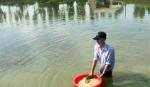 Kỹ thuật ương cá bột thành cá giống