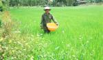 Quê hương Ấp Bắc nỗ lực xây dựng nông thôn mới
