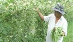 Trồng màu mang lại hiệu quả kép