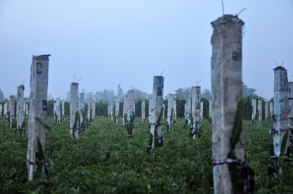 Thanh long ruột đỏ đang được nhà vườn đầu tư phát triển.