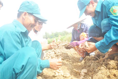 Tranh thủ thời gian giải lao, các anh phụ giúp nhân dân thu hoạch củ gừng.