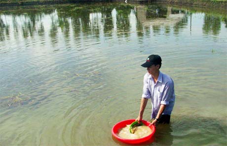 Cho cá sặt rằn giống ăn.