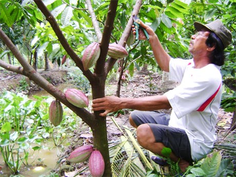Anh Phạm Thành Công đang chăm sóc ca cao.