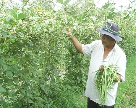 Ông Tôn Văn Bao đang thu hoạch đậu bún.