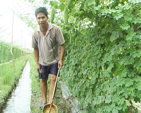 Anh Nguyễn Minh Sang chăm sóc khổ qua.