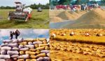 Giải pháp giúp người trồng lúa thoát nghèo
