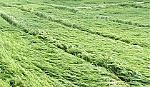 Mưa lớn kèm lốc xoáy gây thiệt hại lúa hè thu sớm