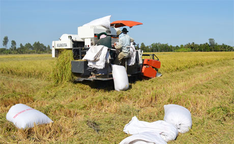 Liên kết tại ĐBSCL có thể bắt đầu từ các sản phẩm đặc thù của như: gạo, cá tra, tôm, trái cây… Ảnh: Vân Anh