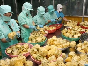 Chế biến khóm xuất khẩu. 