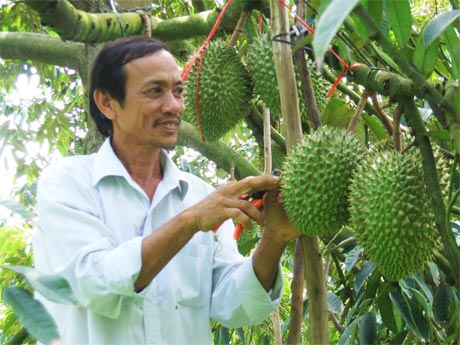 Mô hình chuyên canh sầu riêng của ông Huỳnh Văn Lường ở ấp Mỹ Thuận, xã Long Tiên.