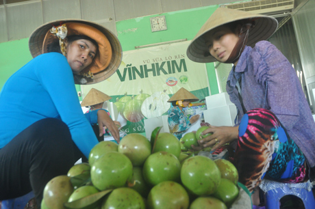 Công nhân đang phân loại vú sữa Lò Rèn Vĩnh Kim đạt tiêu chuẩn Global GAP.