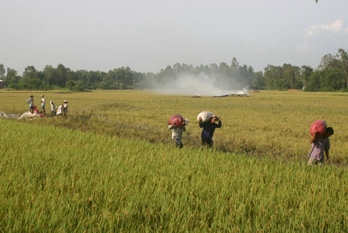 Thu hoạch lúa đông xuân ở các huyện phía đông.