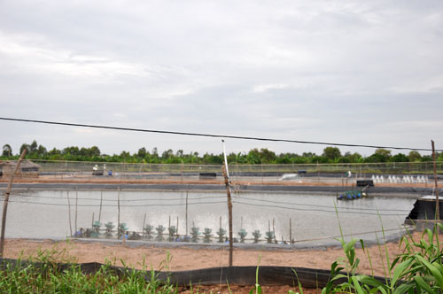 Đầm nuôi tôm ở xã Phú Tân, huyện Tân Phú Đông. Ảnh: Hữu Chí