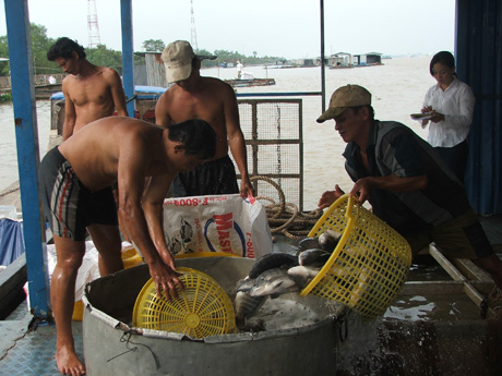 Thu hoạch cá bè ở Thới Sơn (Châu Thành)