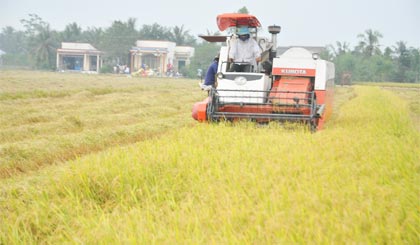 Thu hoạch lúa hè thu ở xã Hậu Mỹ Trinh, huyện Cái Bè.