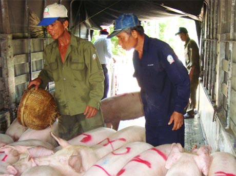 Mỗi con heo được đánh số, người nhận nuôi bốc thăm trúng số nào nhận con đó.