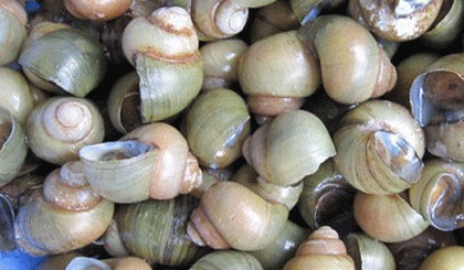 Tết Đoan Ngọ, nhớ ốc gạo Tân Phong