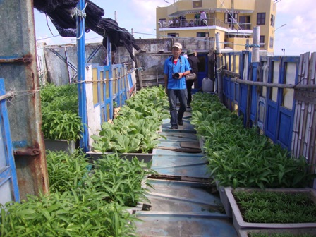 Vườn rau trên đảo chìm Đá Đông, các chiến sỹ ở đây gọi là