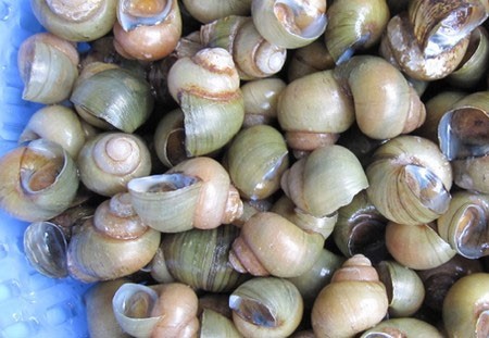 Ốc gạo Tân Phong.