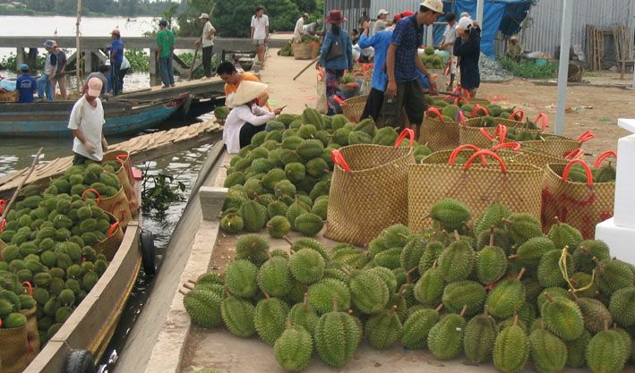 Mua bán sầu riêng tại chợ Tam Bình, huyện Cai Lậy, Tiền Giang.
