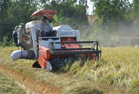 Người nông dân luôn mong muốn bán được lúa với giá tốt...