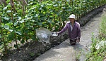 Đẩy mạnh hợp tác trong sản xuất và tiêu thụ rau quả an toàn