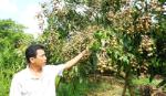 Thành công nhờ chọn giống cây trồng phù hợp