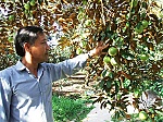 Cai Lậy: Chuyển dịch cây ăn trái đúng hướng mang lại hiệu quả cao