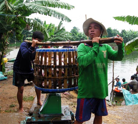 Nếu thu hoạch cá tra vào thời điểm này sẽ bị lỗ nặng do giá cá dưới giá thành sản xuất (Ảnh chụp ở xã Ngũ Hiệp, huyện Cai Lậy).
