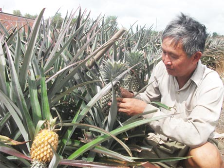 Ông Đặng Văn Hòa, ấp Mỹ Thành, xã Mỹ Phước (Tân Phước) bên liếp khóm của gia đình. 