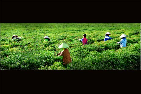 Tác phẩm “Thu hoạch” của Nguyễn Văn Bân.