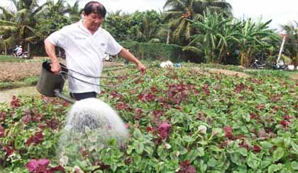 Chú Phan Văn Mười (xã Long An) vẫn “chung thủy” trồng rau theo quy trình an toàn.  Ảnh: Ngô Văn