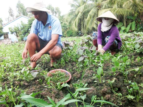 Đây là một trong những diện tích ở xã Long An từng tham gia đề án 500 ha rau an toàn của tỉnh. 