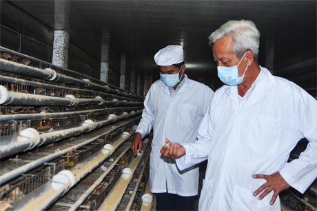 Một hộ nuôi cút theo kiểu an ninh sinh học ở huyện Châu Thành nên hạn chế được dịch bệnh.