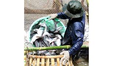 Tái cấu trúc quy trình sản xuất - từ góc nhìn con cá tra theo chuỗi chăn nuôi đến chế biến xuất khẩu. Ảnh: N.Sự - N.Thưởng