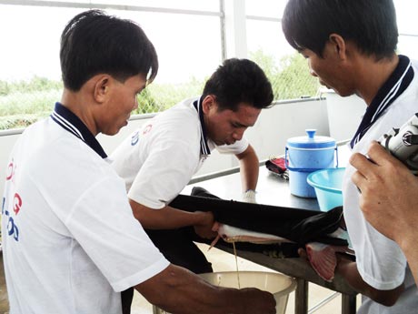 Siết chặt chất lượng con giống là một trong những yếu tố giảm giá thành sản xuất. (Ảnh sản xuất và kiểm tra chất lượng con giống cá tra nhân tạo).