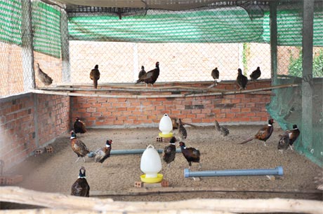 Đàn chim trĩ tại trang trại của anh Trương Văn Phúc.