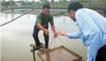 Nuôi tôm đất - lãi không nhiều nhưng ít rủi ro